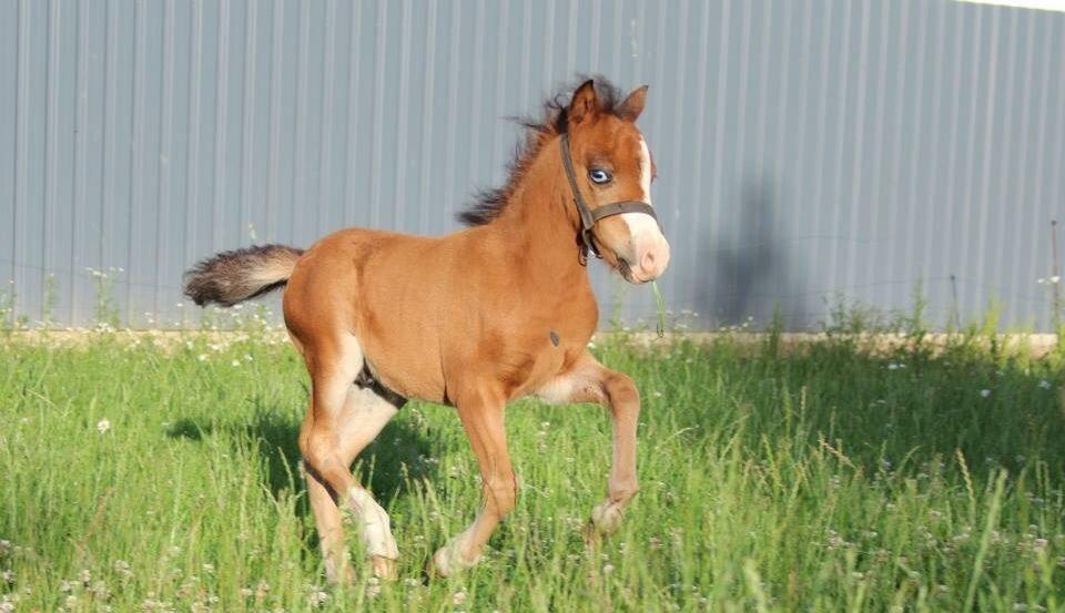 Belgisk Miniature SLT Commanders painted perfection aka Søren billede 23