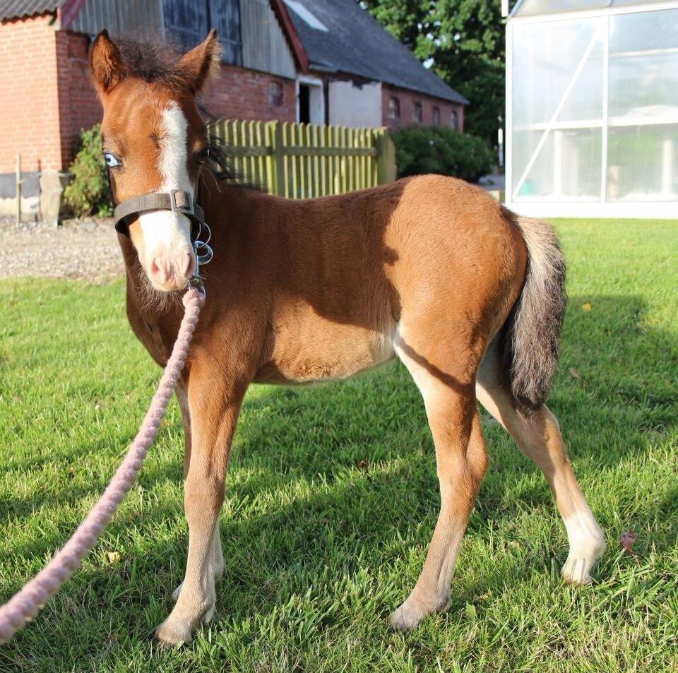 Belgisk Miniature SLT Commanders painted perfection aka Søren billede 24