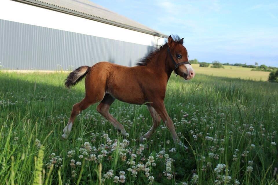 Belgisk Miniature SLT Commanders painted perfection aka Søren billede 30