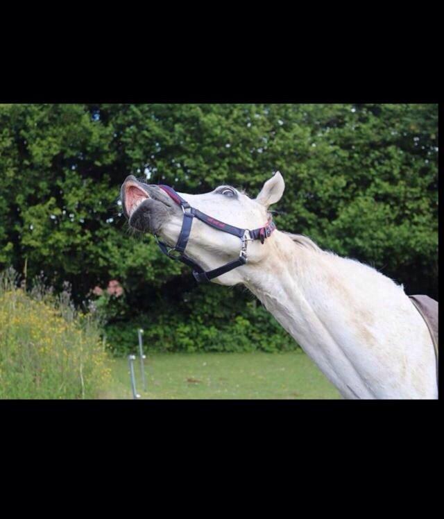 DSP Baxter billede 10