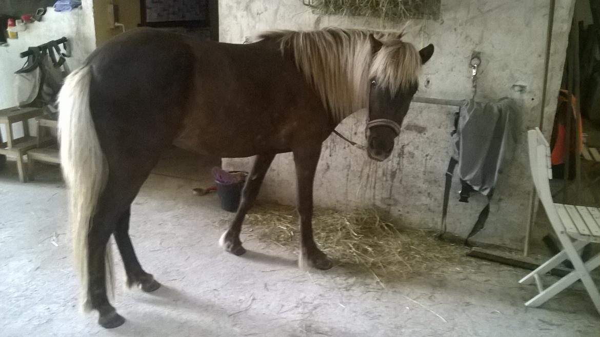 Islænder Eyja fra Vindinge **LILLE SØSTER** SOLGT - Stald hygge og strigling :) billede 9