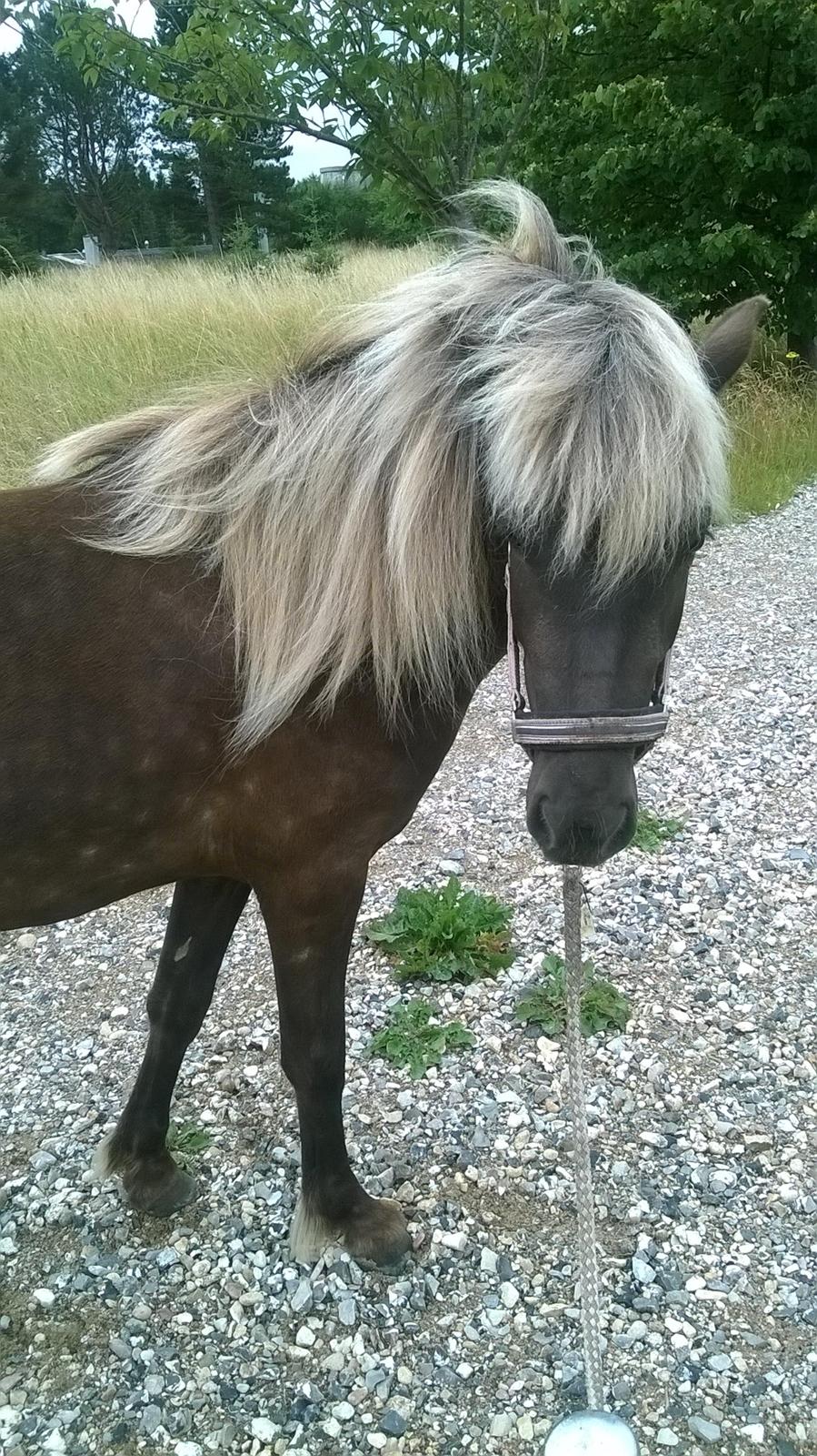 Islænder Eyja fra Vindinge **LILLE SØSTER** SOLGT - Du er altså en SMUK pige <3 billede 11