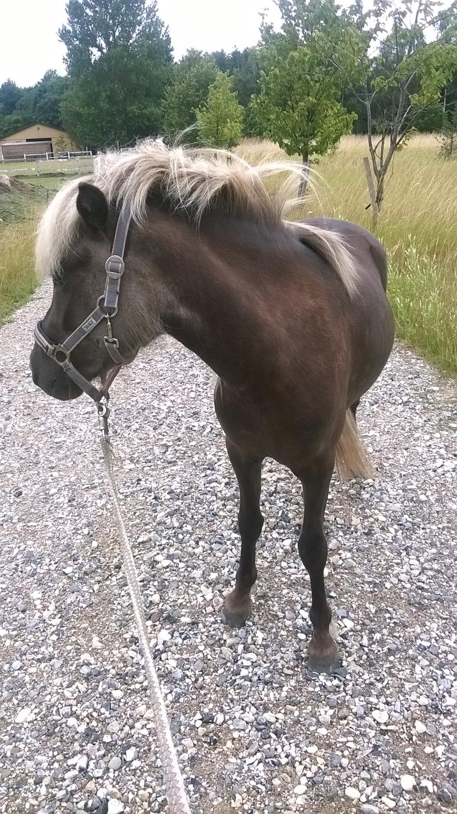 Islænder Eyja fra Vindinge **LILLE SØSTER** SOLGT - Kigger lige efter de andre, inden turen går mod skoven :) billede 12