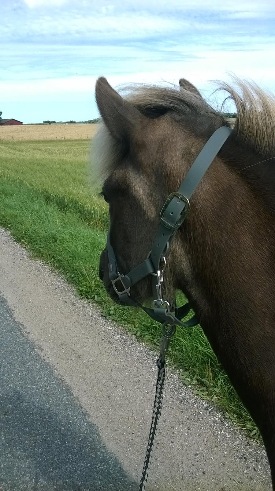 Islænder Eyja fra Vindinge **LILLE SØSTER** SOLGT - Så er vi i trafikken, mødte masser af bilen Eyja sagde intet <3 billede 13