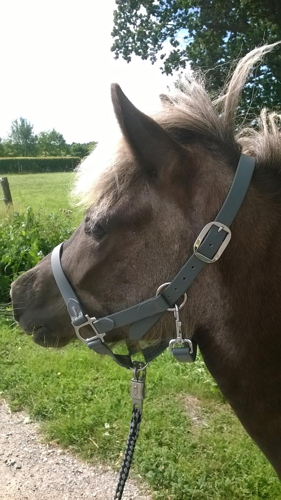 Islænder Eyja fra Vindinge **LILLE SØSTER** SOLGT - Uhhh kalder lige på de andre ;) billede 14