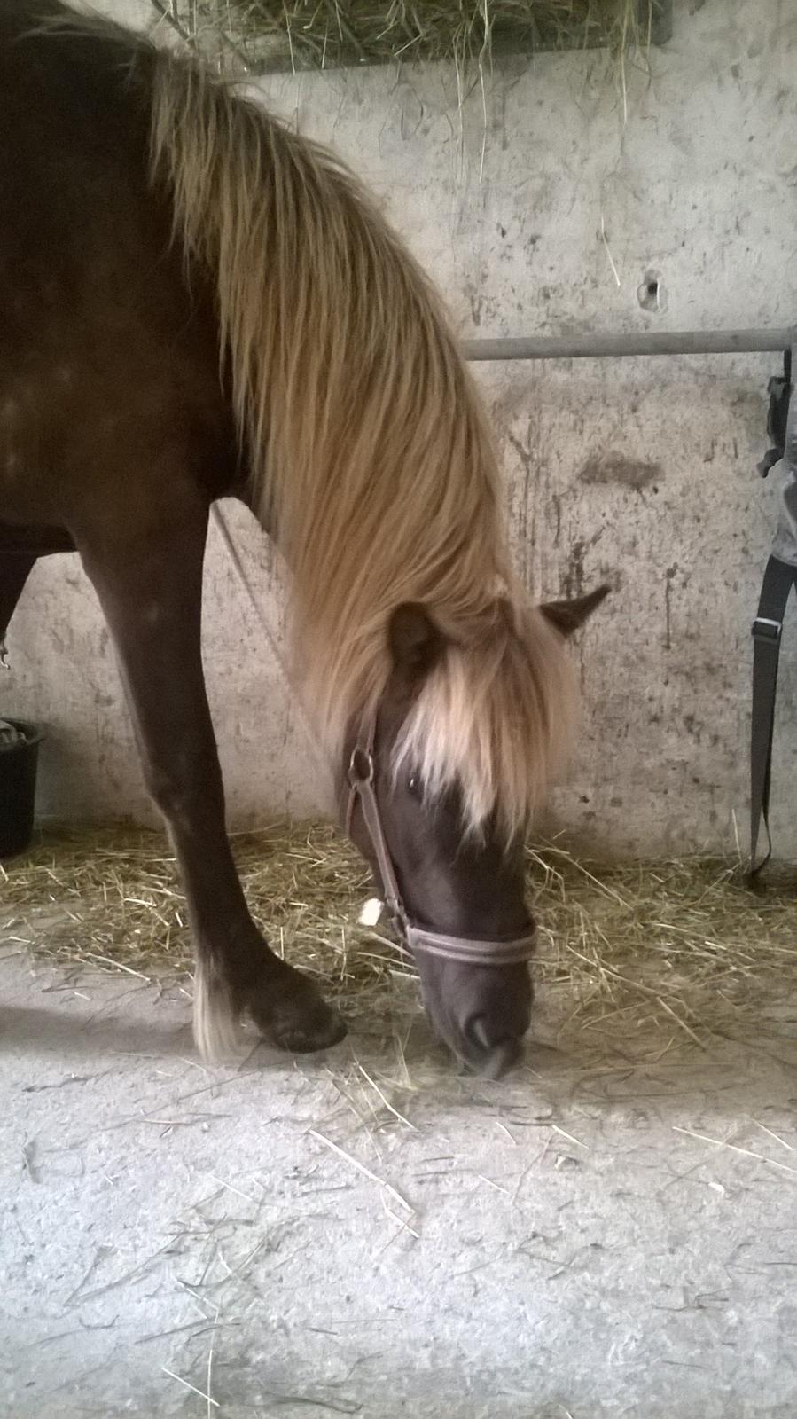 Islænder Eyja fra Vindinge **LILLE SØSTER** SOLGT - Mmmm hø ;) billede 10