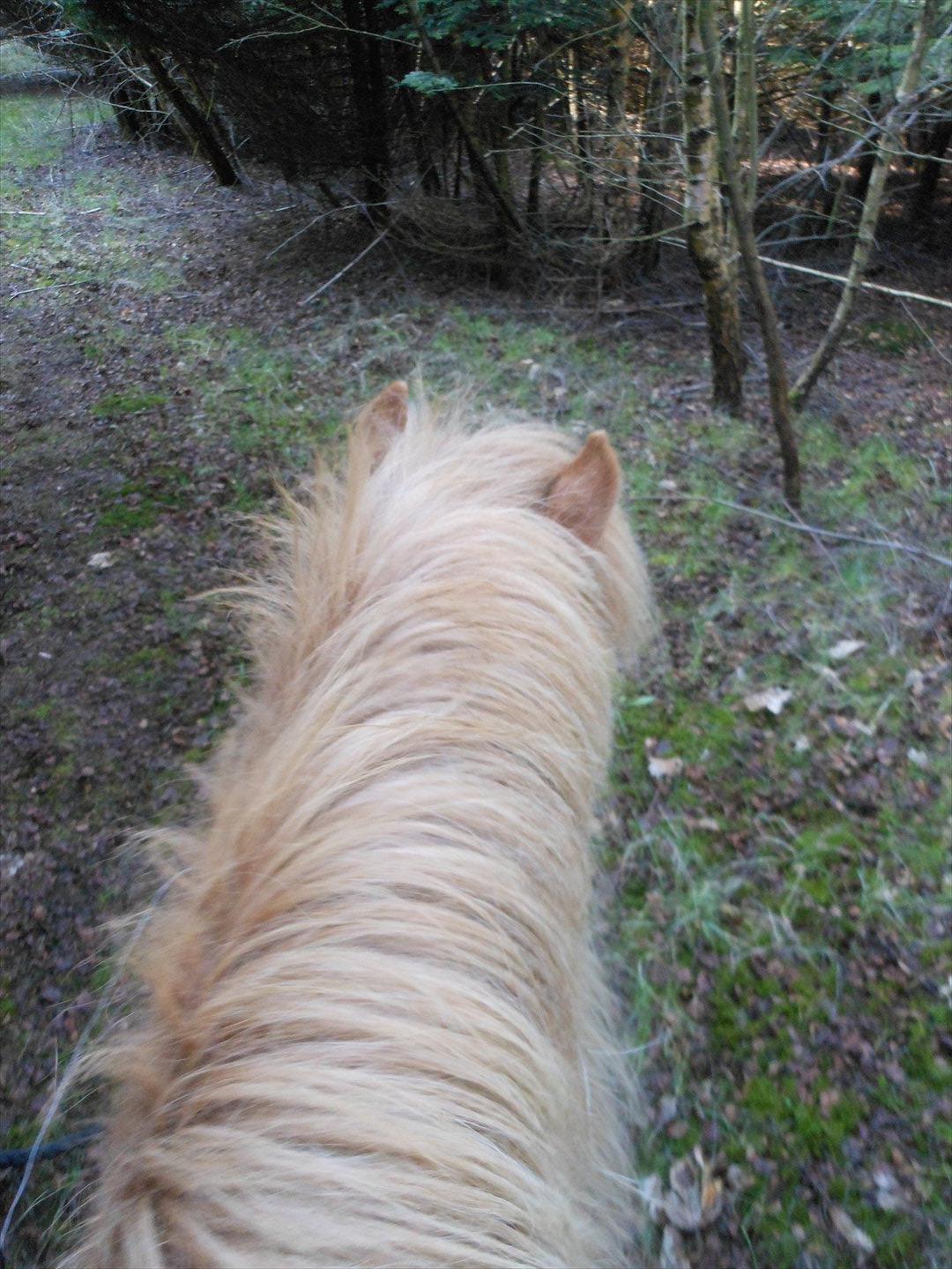 Islænder Audna **PRINSESSEN** - Jubiiii, vores første tur i skoven, sååååå dygtig is pigen er <3 billede 15