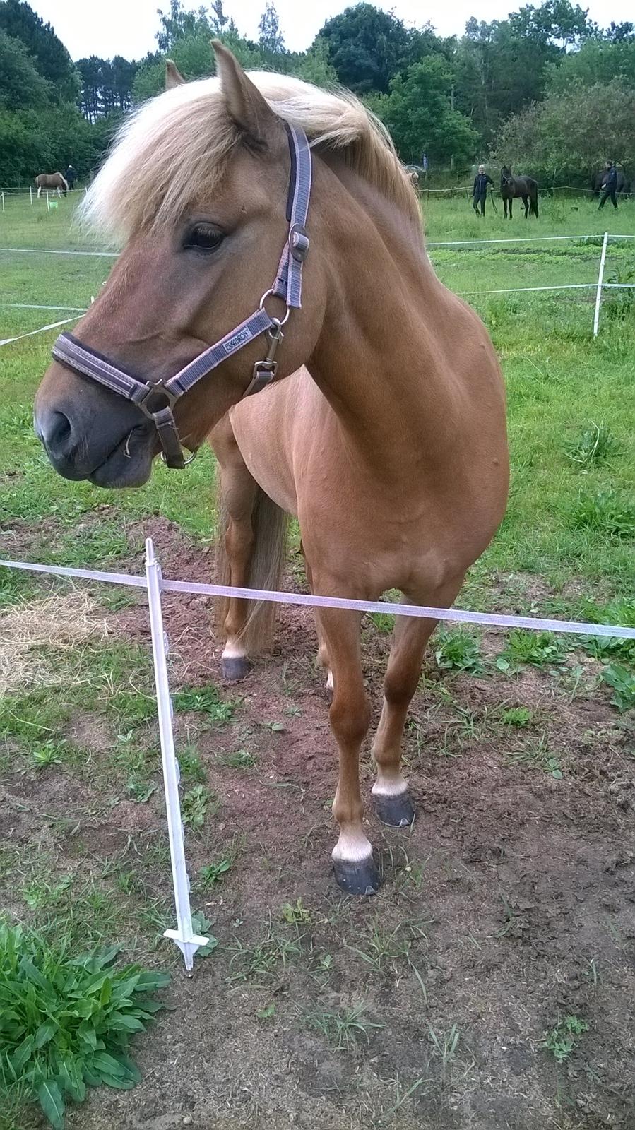 Islænder Audna **PRINSESSEN** - Super dygtig på fold ved stævnet <3 billede 21