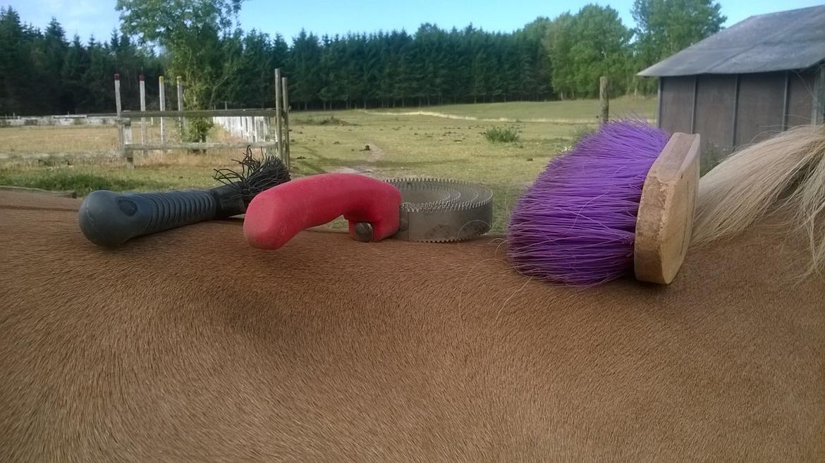 Islænder Audna **PRINSESSEN** - Strigle hygge ;) billede 22