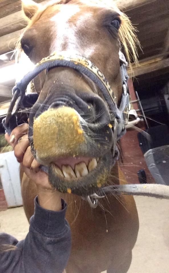 DSP Nakupenda. - Da han havde spist grød.:P billede 9