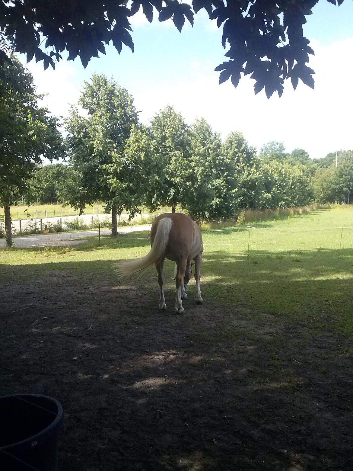 Haflinger Medusa (Bygger) billede 13