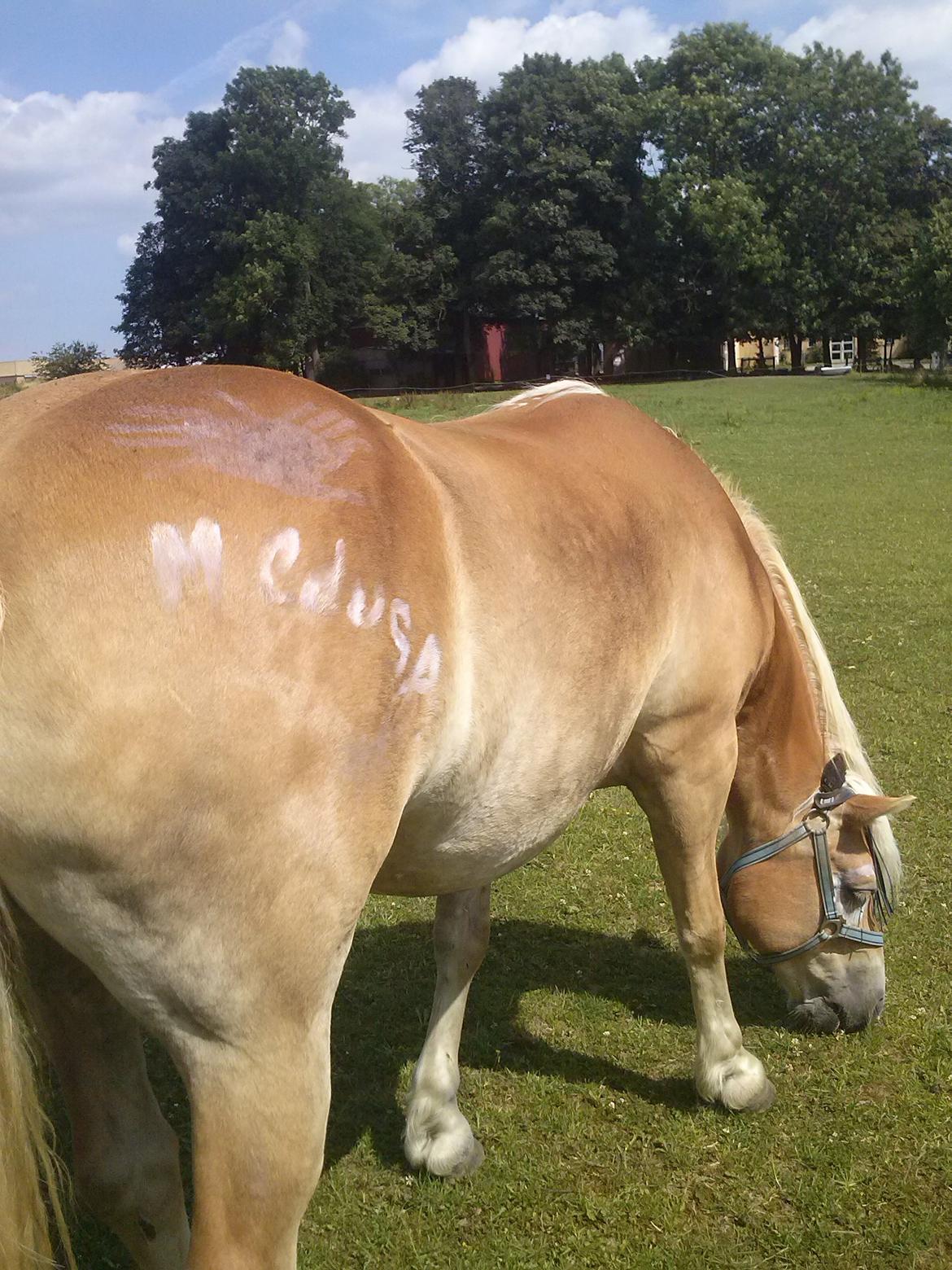 Haflinger Medusa (Bygger) billede 16