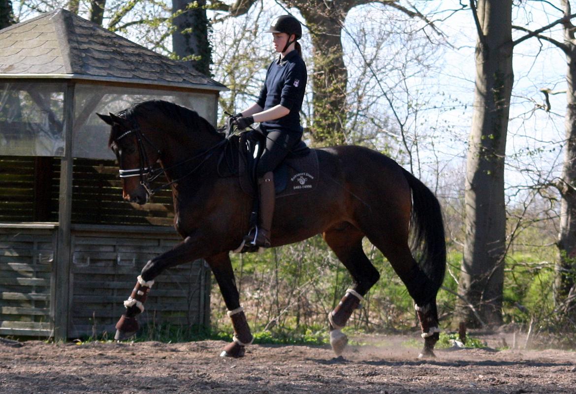 Westfaler Fernet D - A hest billede 7