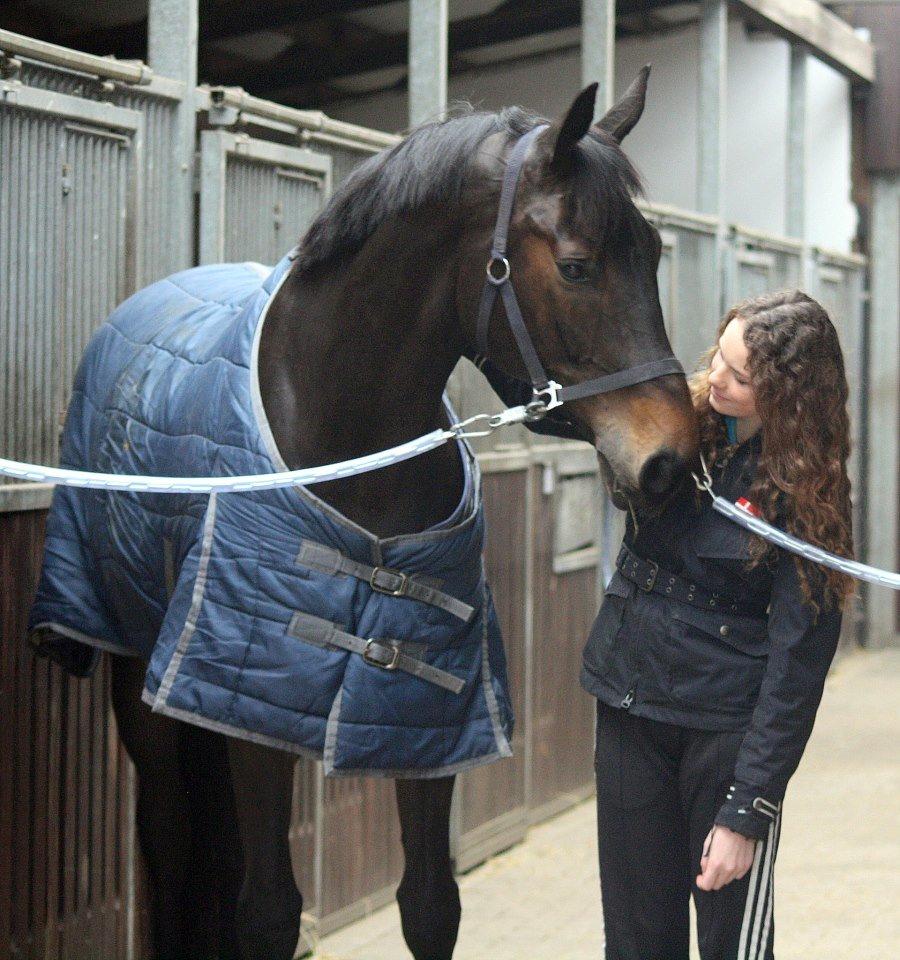 Westfaler Fernet D - A hest billede 10