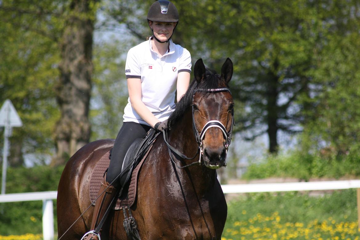 Westfaler Fernet D - A hest - My best friend billede 28