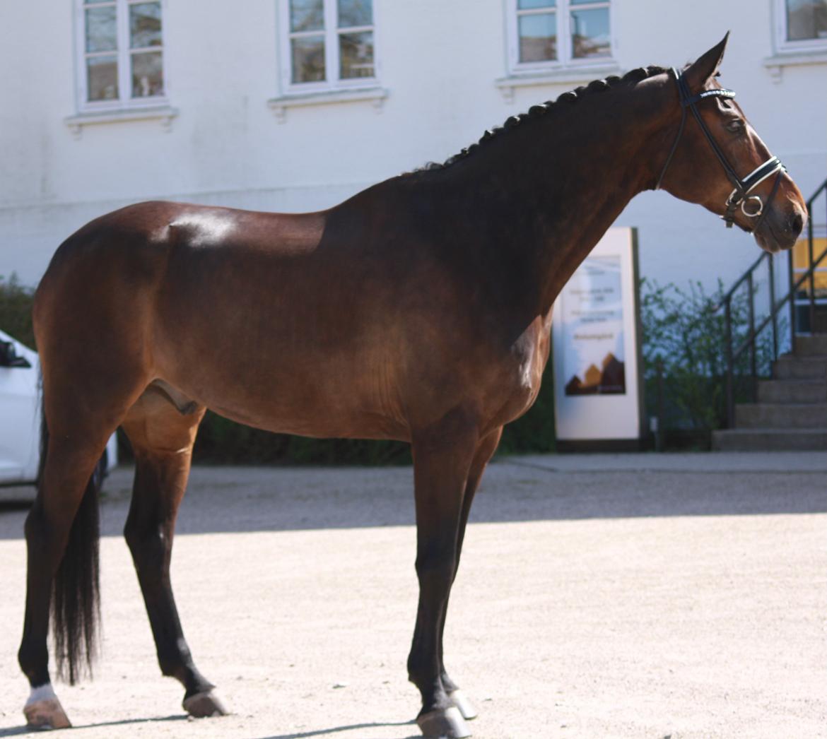 Westfaler Fernet D - A hest billede 29