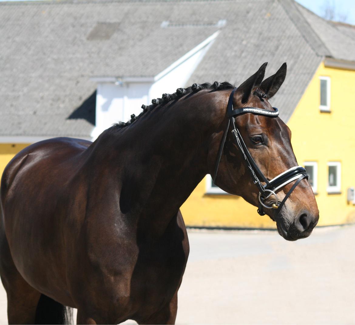 Westfaler Fernet D - A hest billede 25