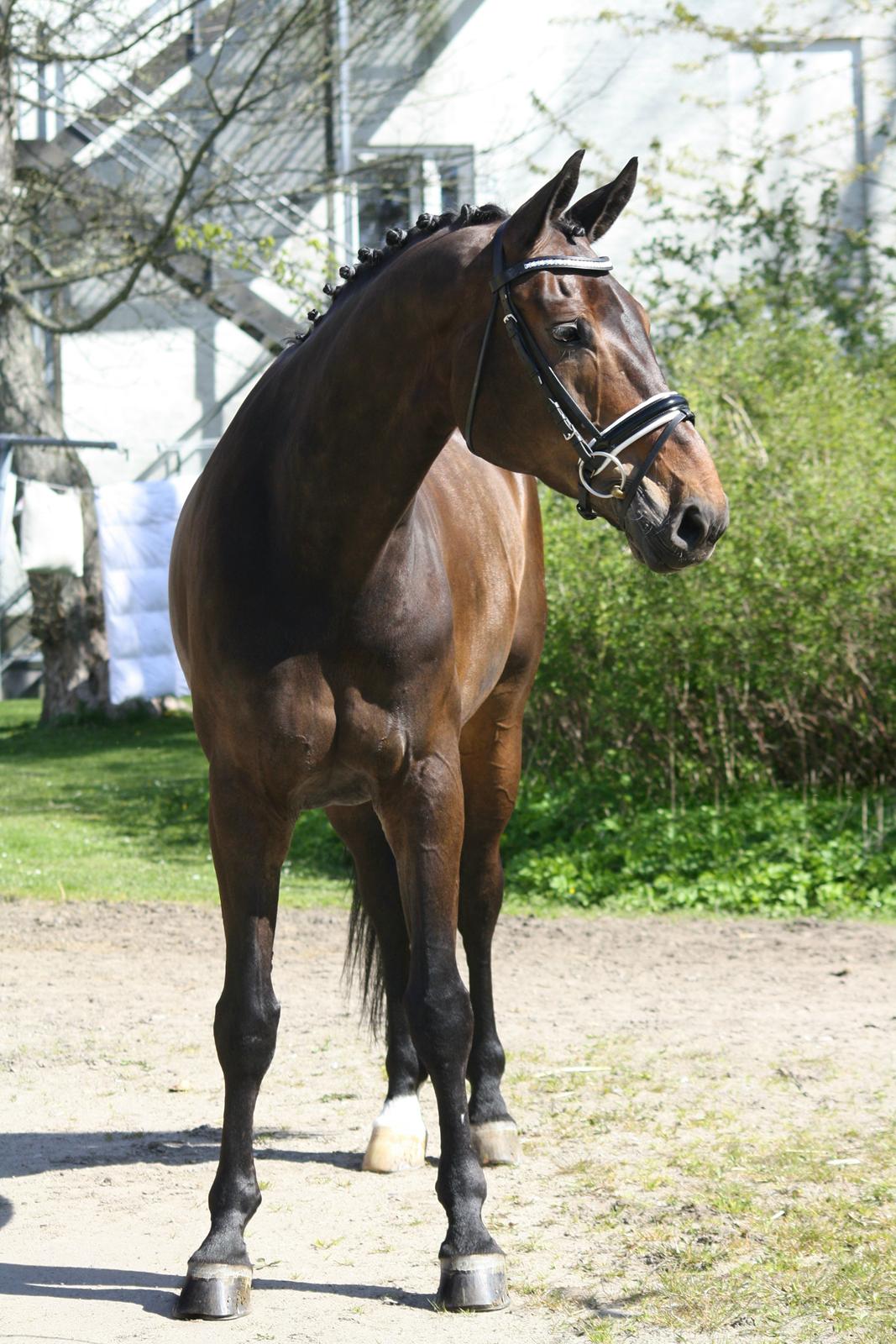 Westfaler Fernet D - A hest billede 30