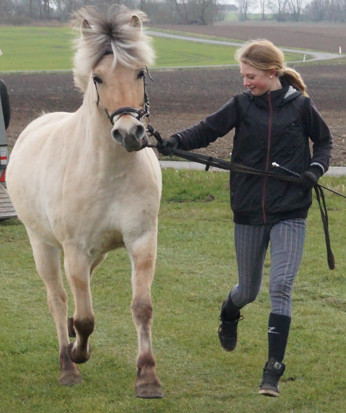 Fjordhest Nikoline billede 10