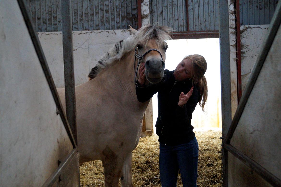 Fjordhest Nikoline billede 14