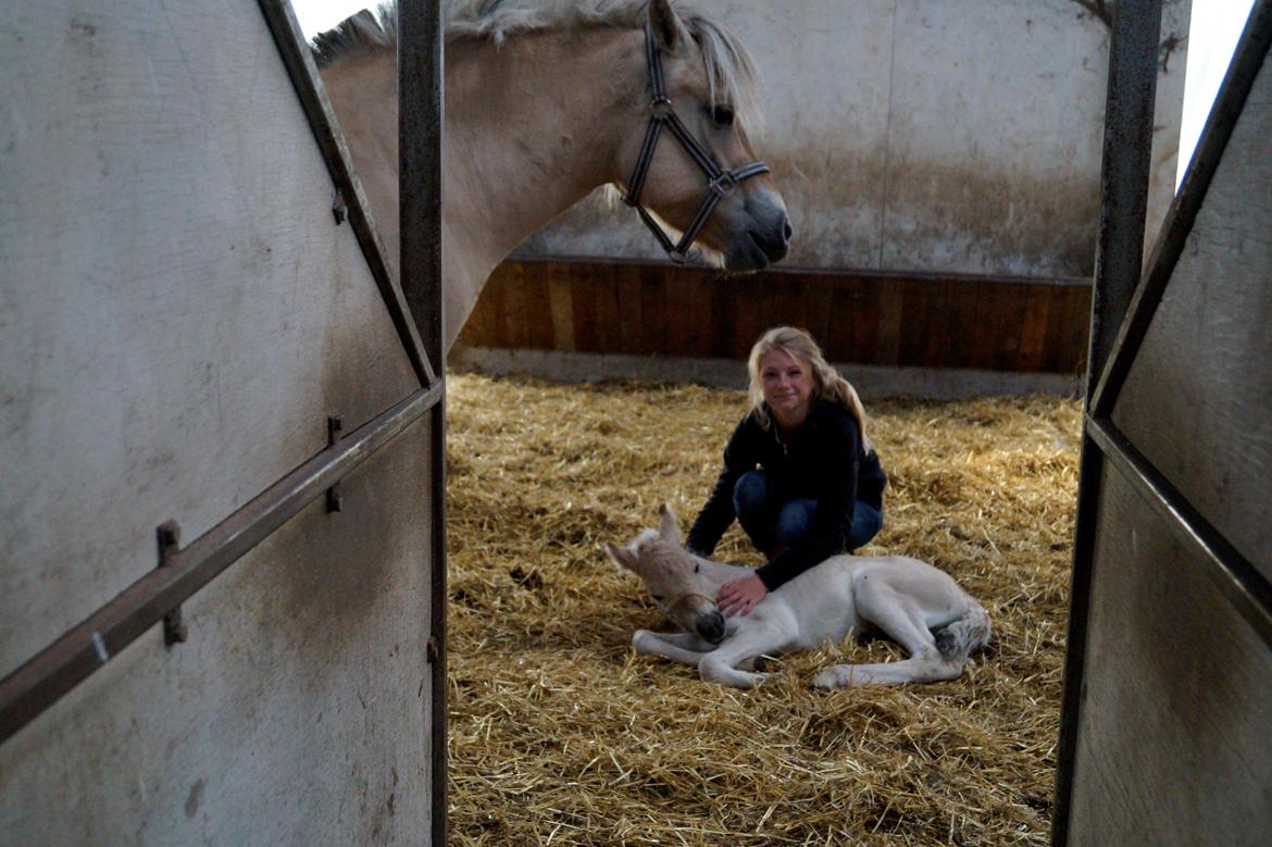 Fjordhest Nikoline billede 1