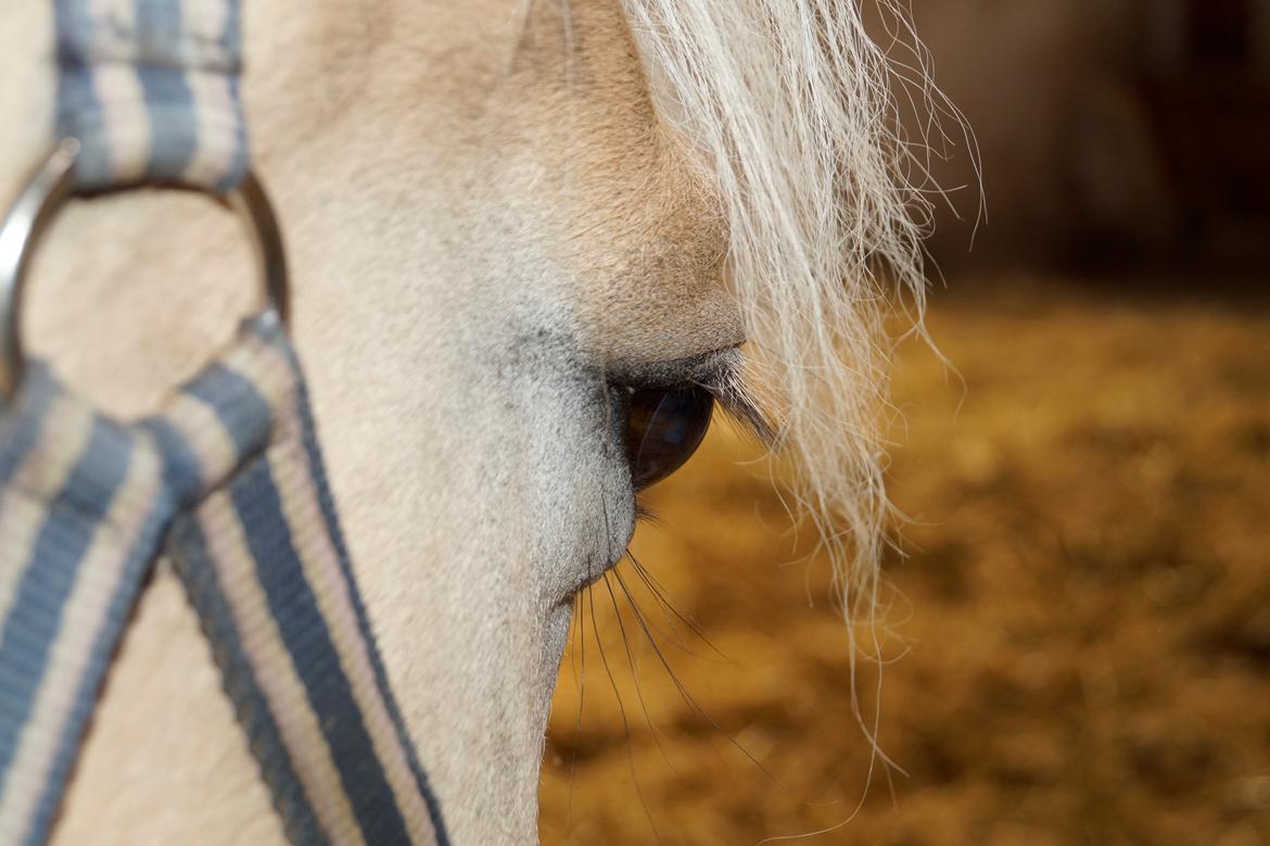 Fjordhest Nikoline billede 15