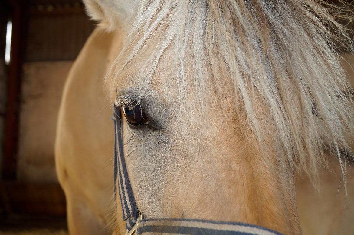 Fjordhest Nikoline billede 12