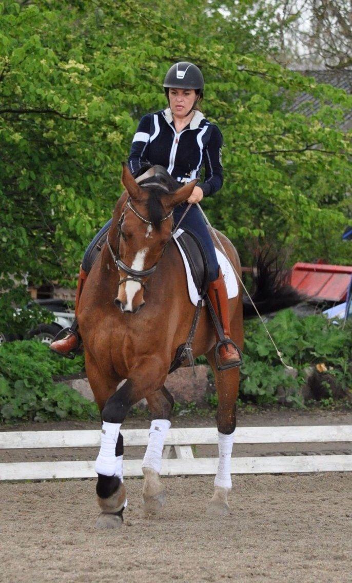 Dansk Varmblod Angels Envy billede 11