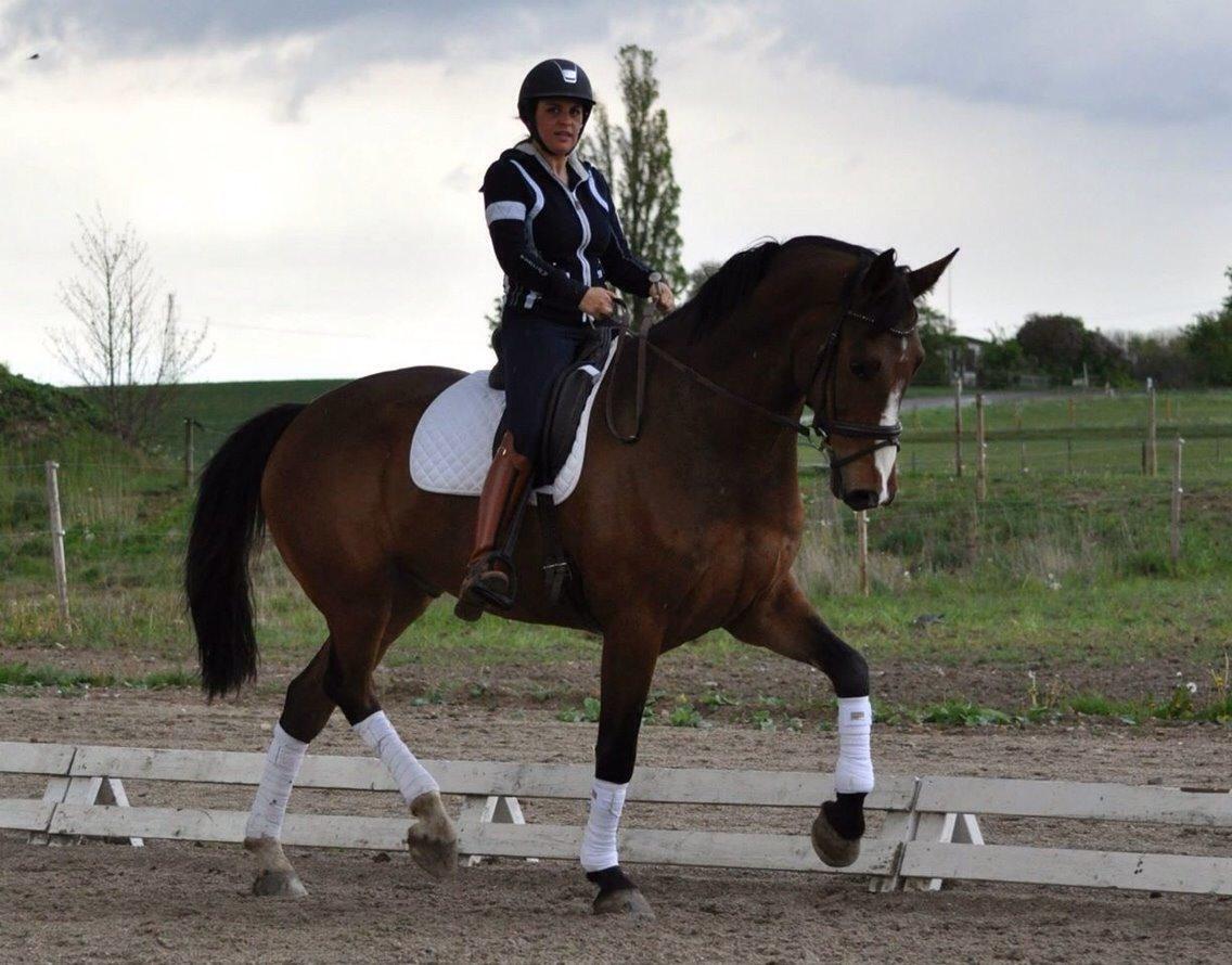 Dansk Varmblod Angels Envy billede 10