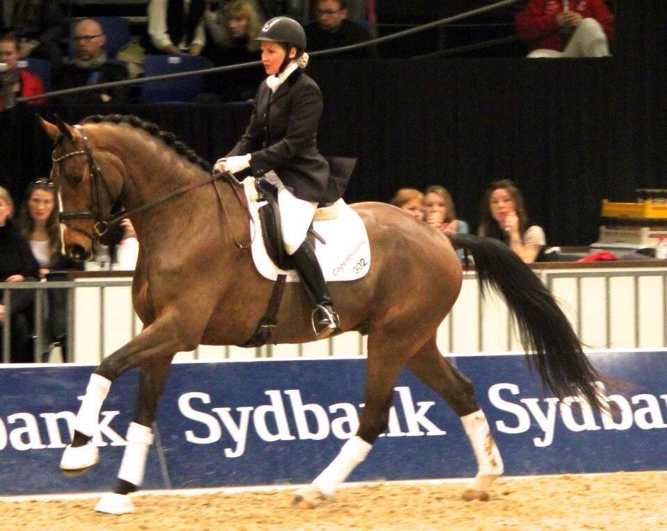 Dansk Varmblod Angels Envy billede 13