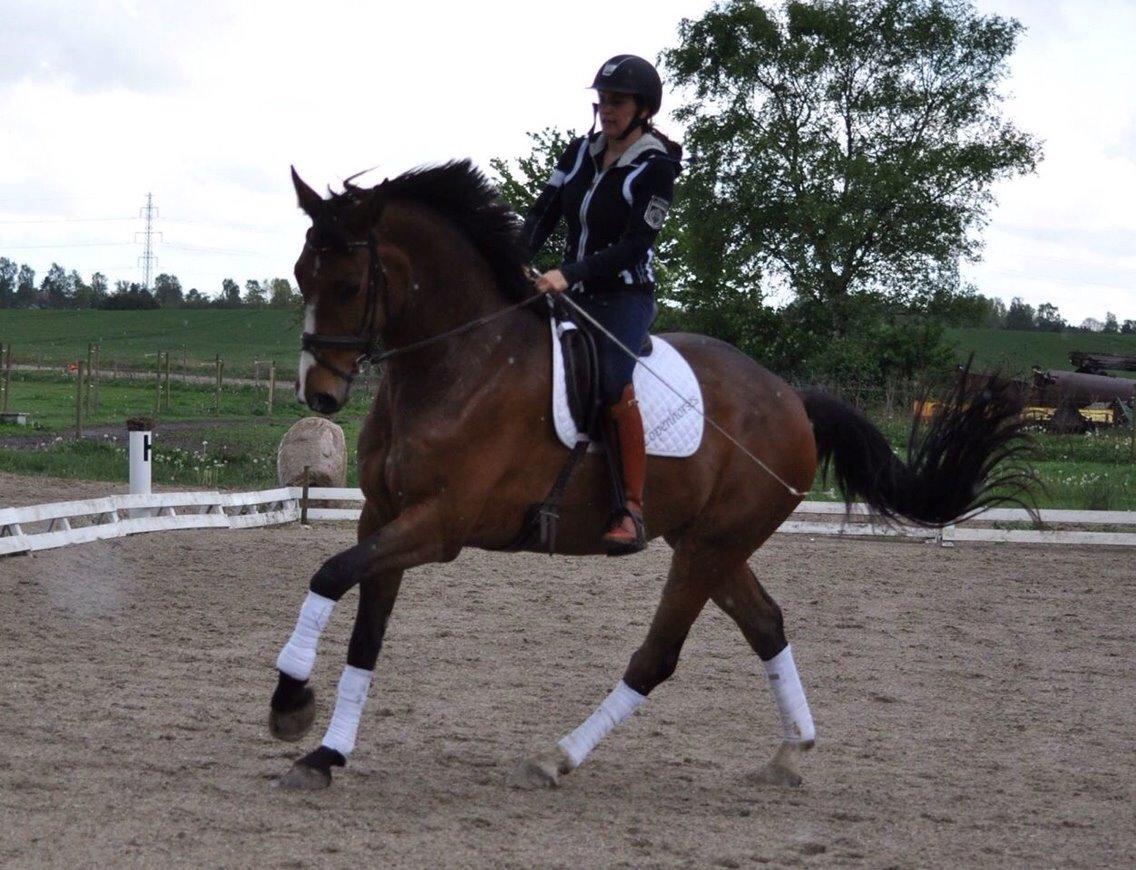 Dansk Varmblod Angels Envy billede 12