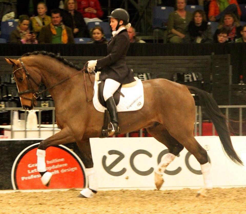 Dansk Varmblod Angels Envy billede 14