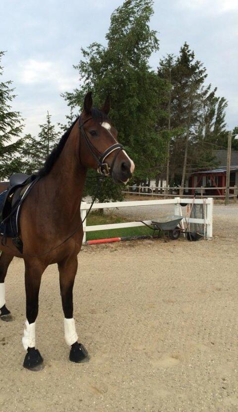 Dansk Varmblod Sir Lucky billede 5