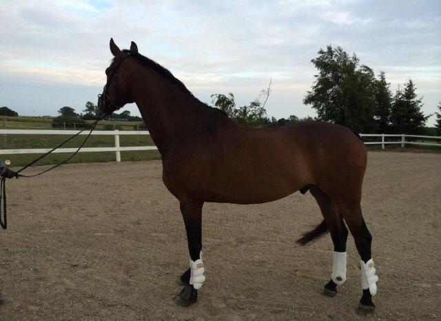 Dansk Varmblod Sir Lucky billede 6