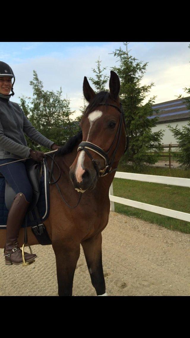 Dansk Varmblod Sir Lucky billede 8