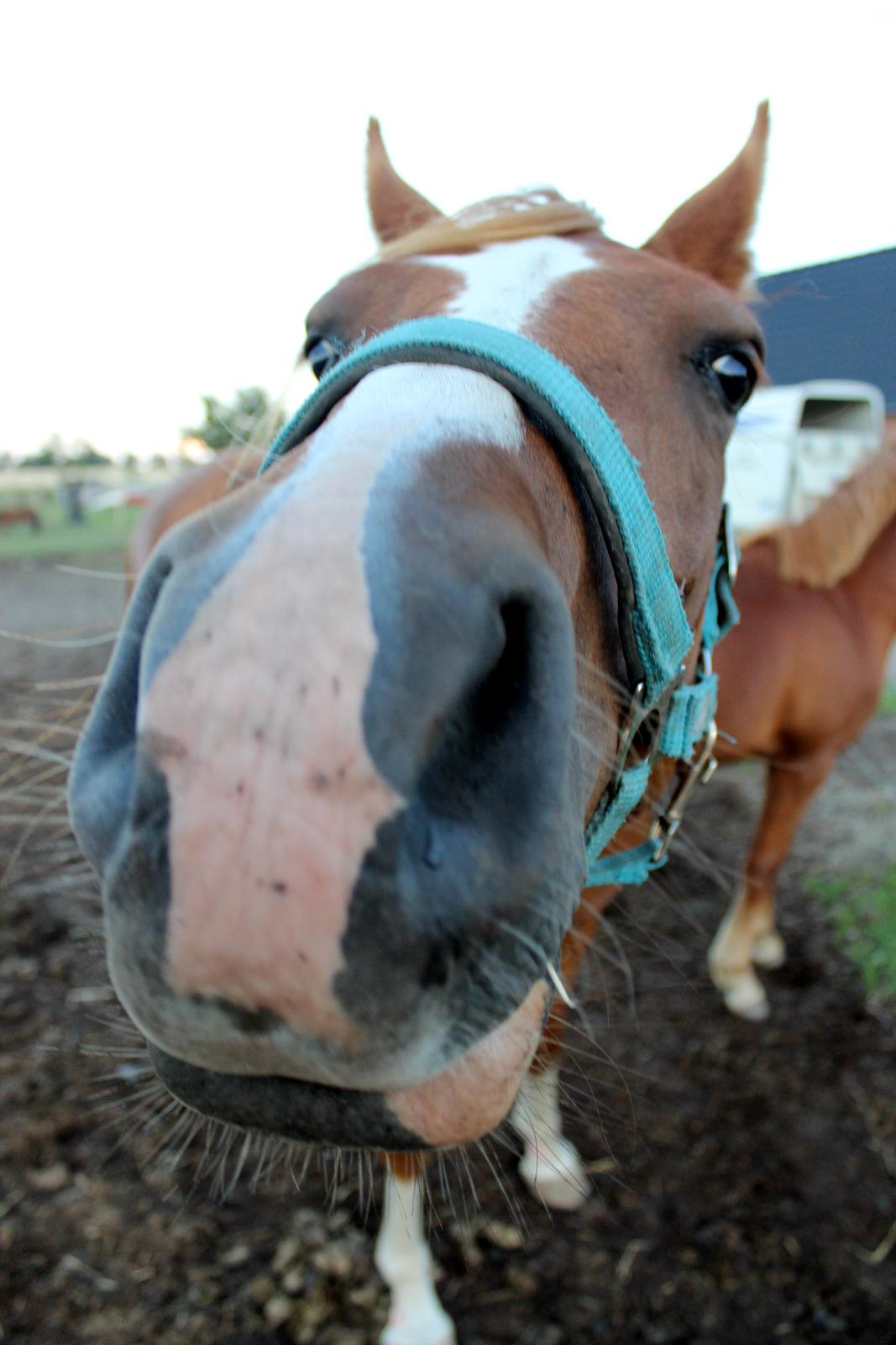 DSP Nørretelling's Ballou - Påwny <3 - Foto: Mig billede 9