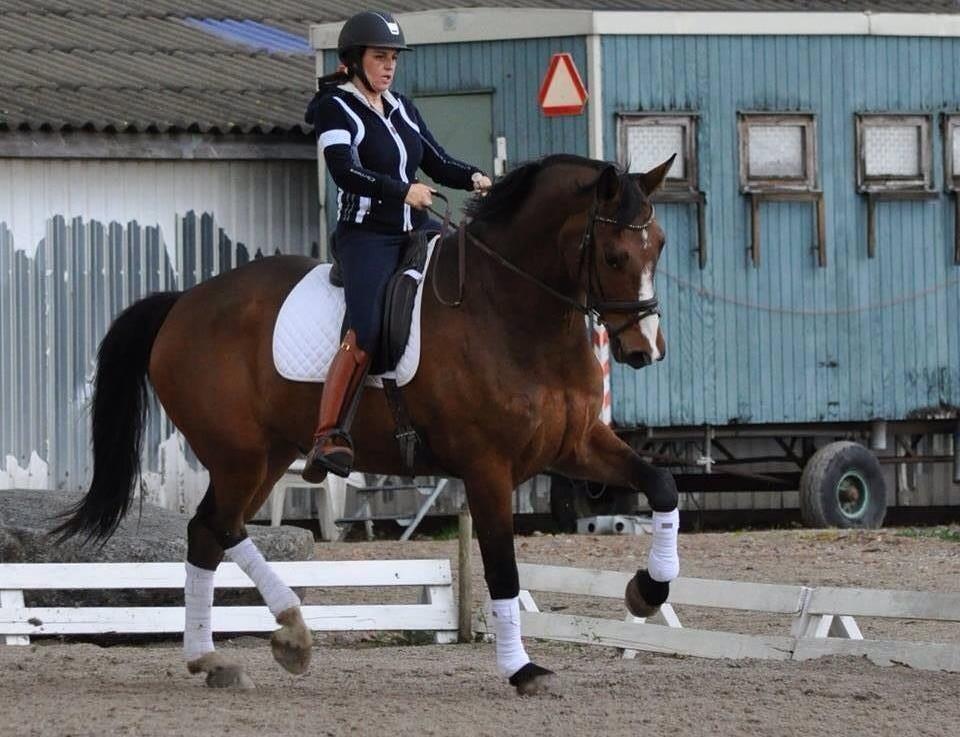 Dansk Varmblod Angels Envy billede 9