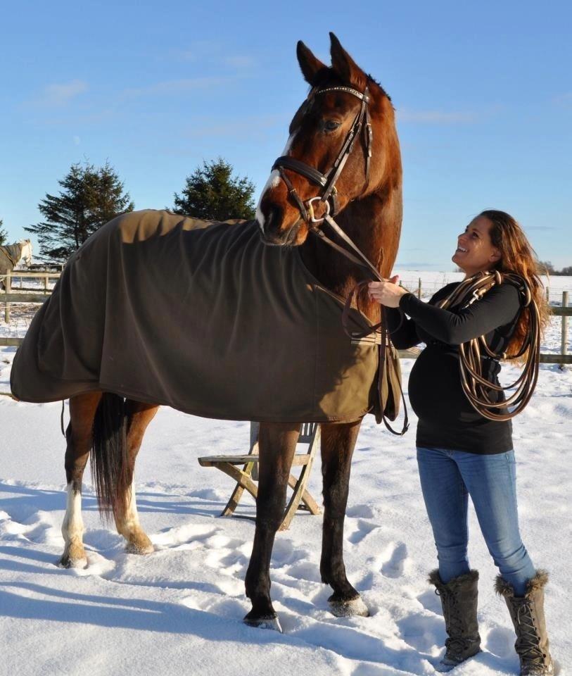 Dansk Varmblod Angels Envy billede 17