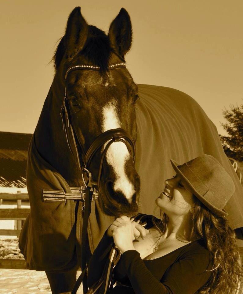 Dansk Varmblod Angels Envy billede 18