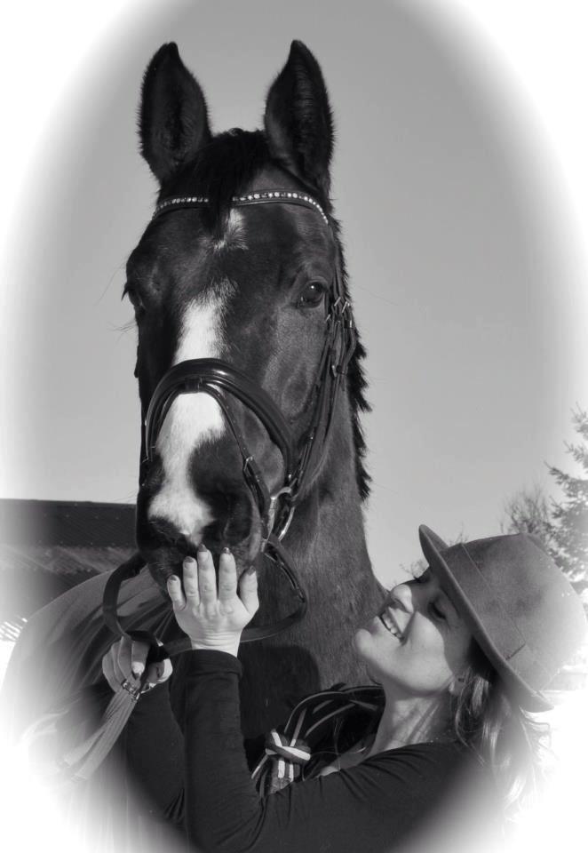 Dansk Varmblod Angels Envy billede 19