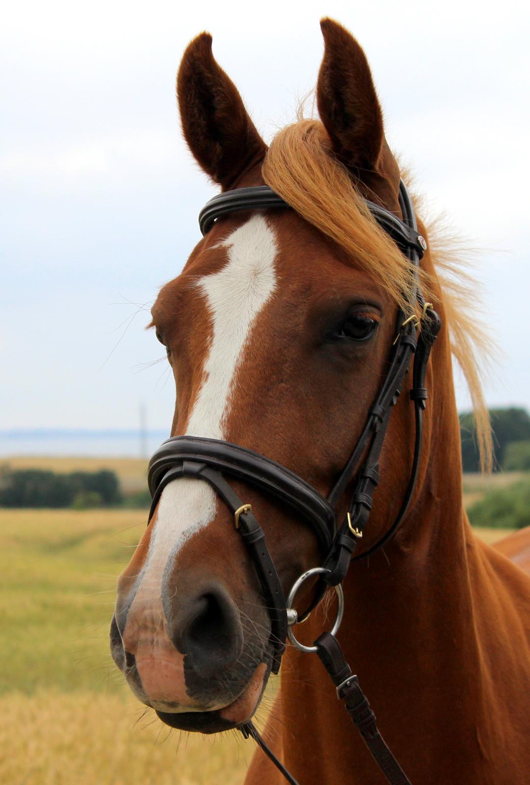 DSP Nørretelling's Ballou - Sidste dag som part <3 - Foto: Laura billede 2