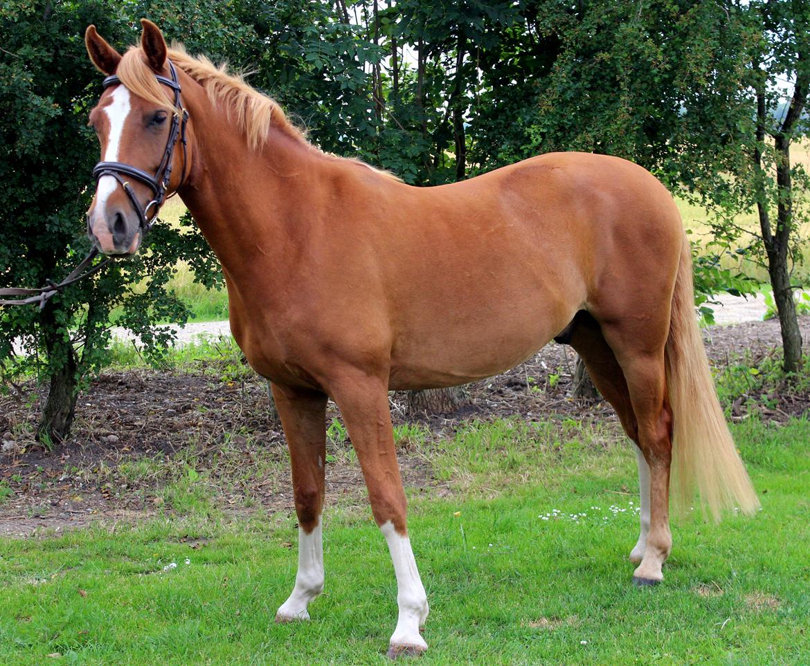 DSP Nørretelling's Ballou - Skønne dyr! - Foto: Line billede 26