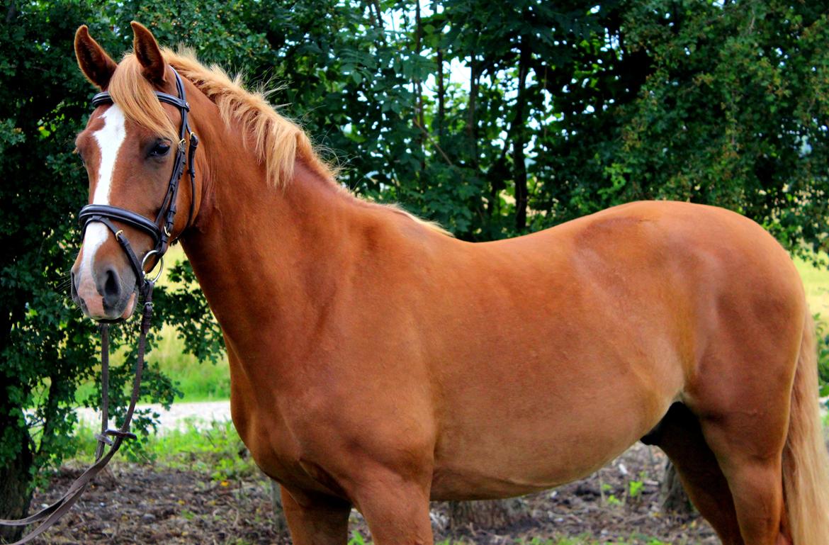 DSP Nørretelling's Ballou - Den pony <3 - Foto: Line billede 24