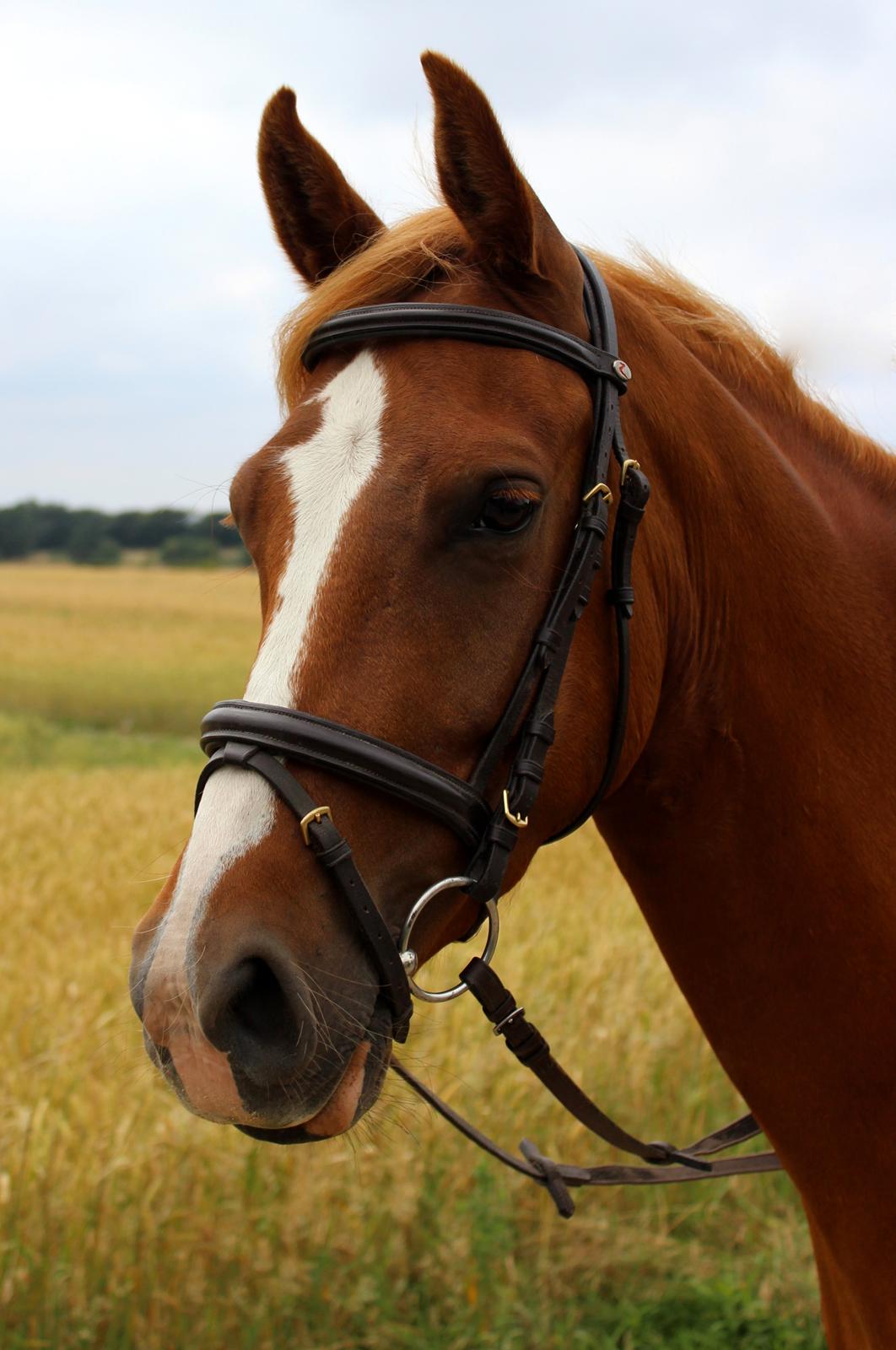 DSP Nørretelling's Ballou - Så dejlig! - Foto: Mig billede 42
