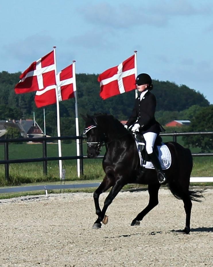 Tysk Sportspony VICTORY A-pony SOLGT - Hovgaard Landstævne 2014 billede 6