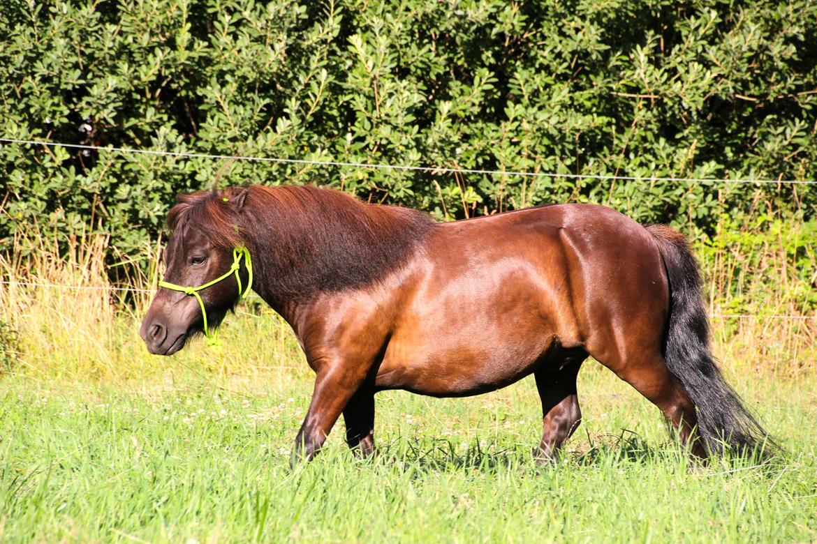 Shetlænder Frisko - Paradisgården - Sommer 2014 *Fotograf: Rebecca (Rebels dagbog)* billede 18