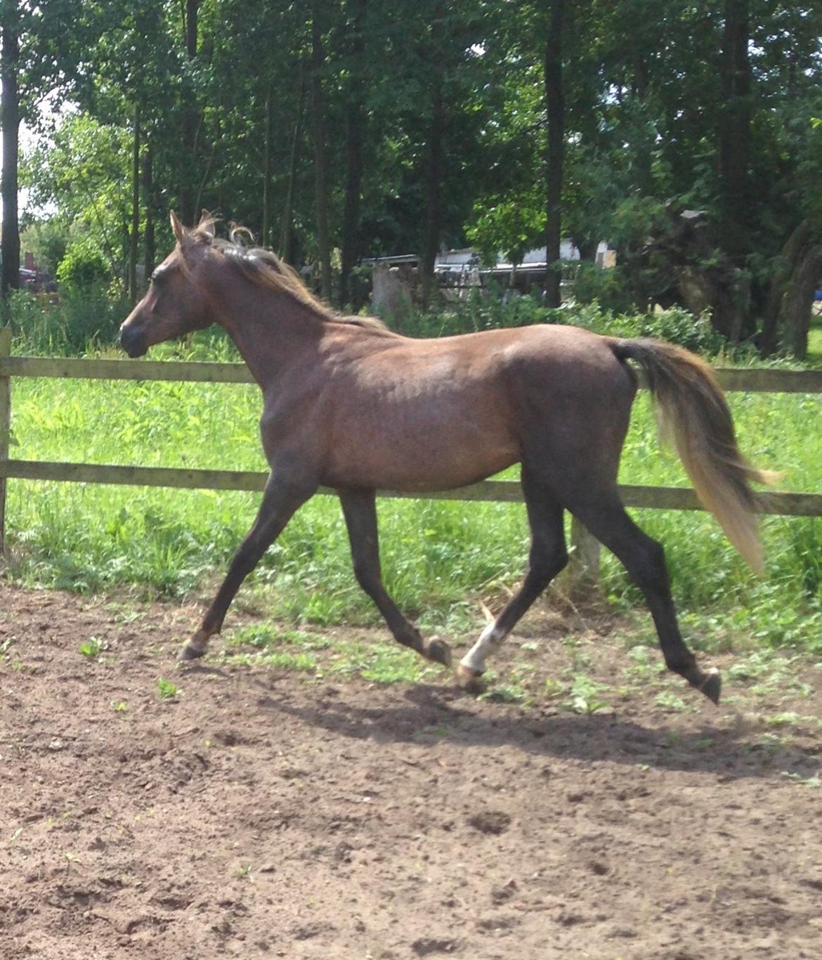 Arabisk fuldblod (OX) Taleb Zameel Ibn Finally billede 12