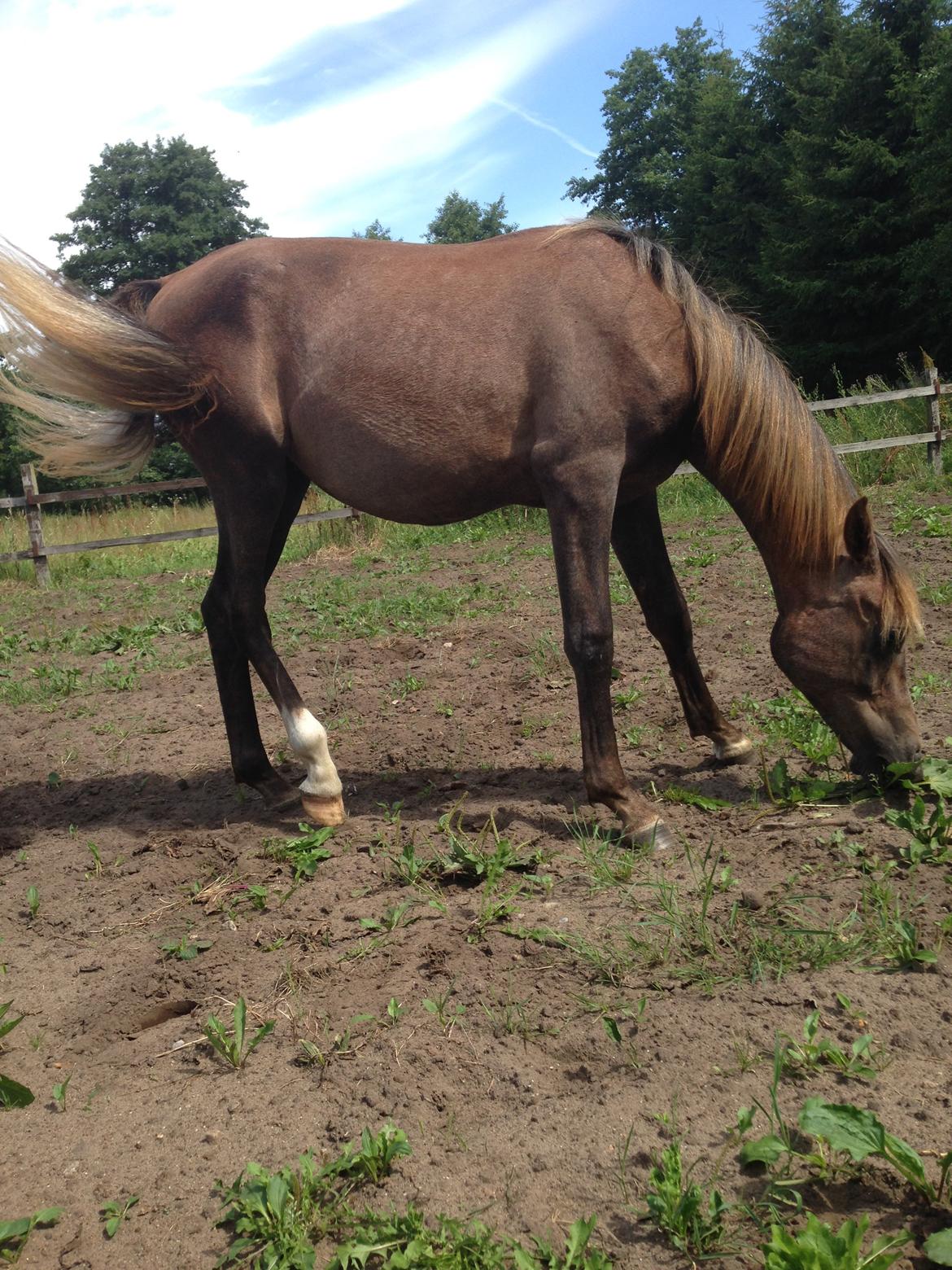 Arabisk fuldblod (OX) Taleb Zameel Ibn Finally billede 13