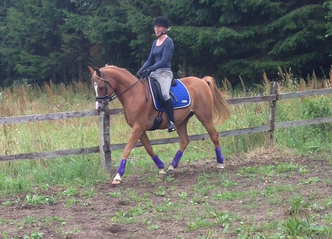 Arabisk fuldblod (OX) BS Enrico billede 13