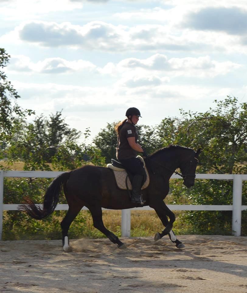 Dansk Varmblod Denise - Træning d. 16.7.2014. Fotograf: Kine Storbæk billede 4
